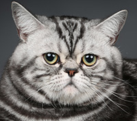 British Shorthair cat - Posh de Noble