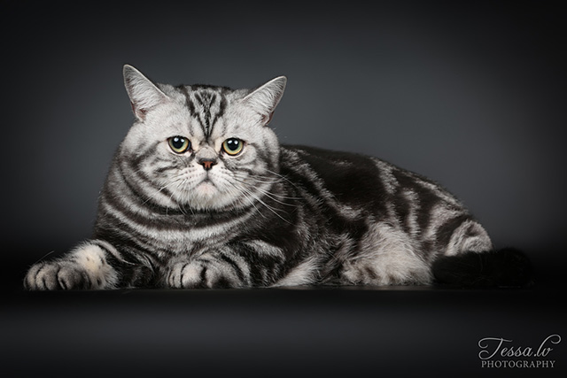 British Shorthair cat - Posh de Noble