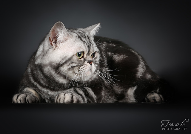 British Shorthair cat - Posh de Noble
